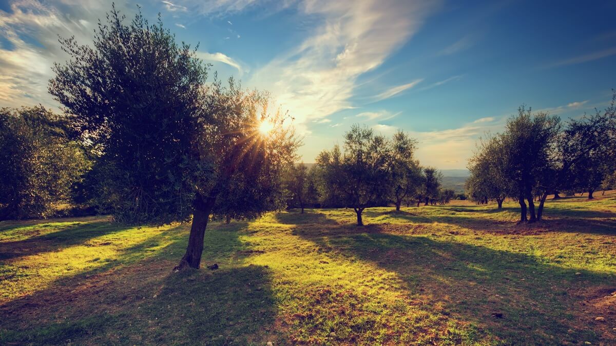 Investigadores españoles demuestran el valor biotecnológico de los subproductos del olivar.jpg